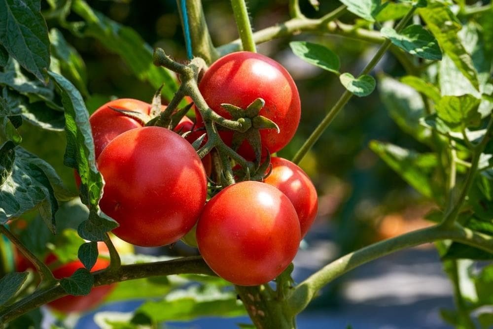 Cómo Cultivar Tomates en Casa desde Semilla: Guía Definitiva