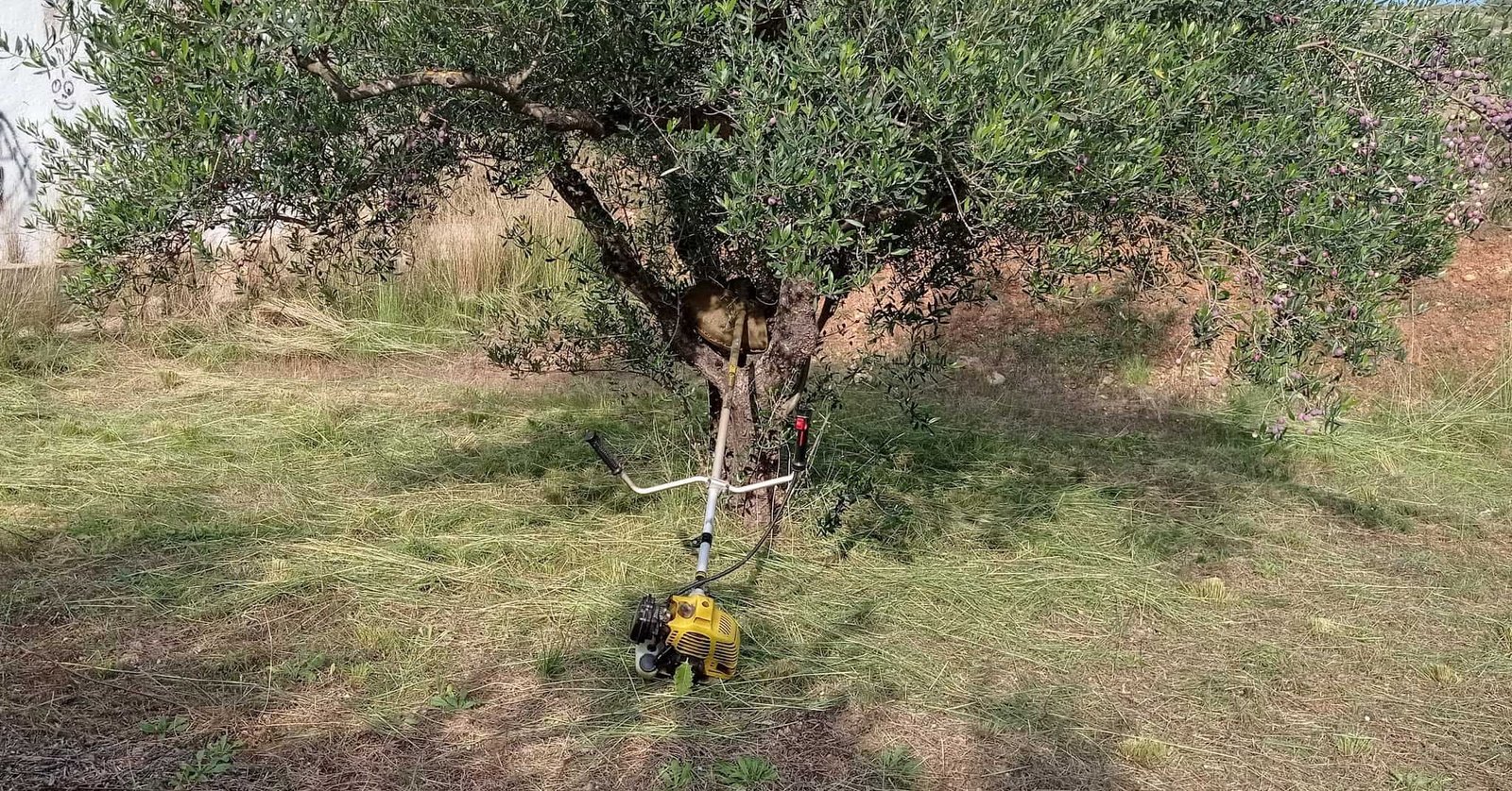 La Mejor Forma de Desbrozar los Olivos: Guía Definitiva para Agricultores